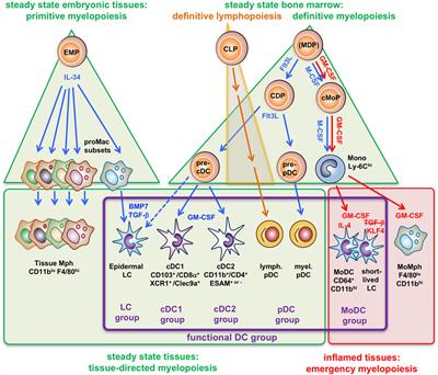 GM-CSF Monocyte-Derived Cells and Langerhans Cells As Part of the Dendritic Cell Family